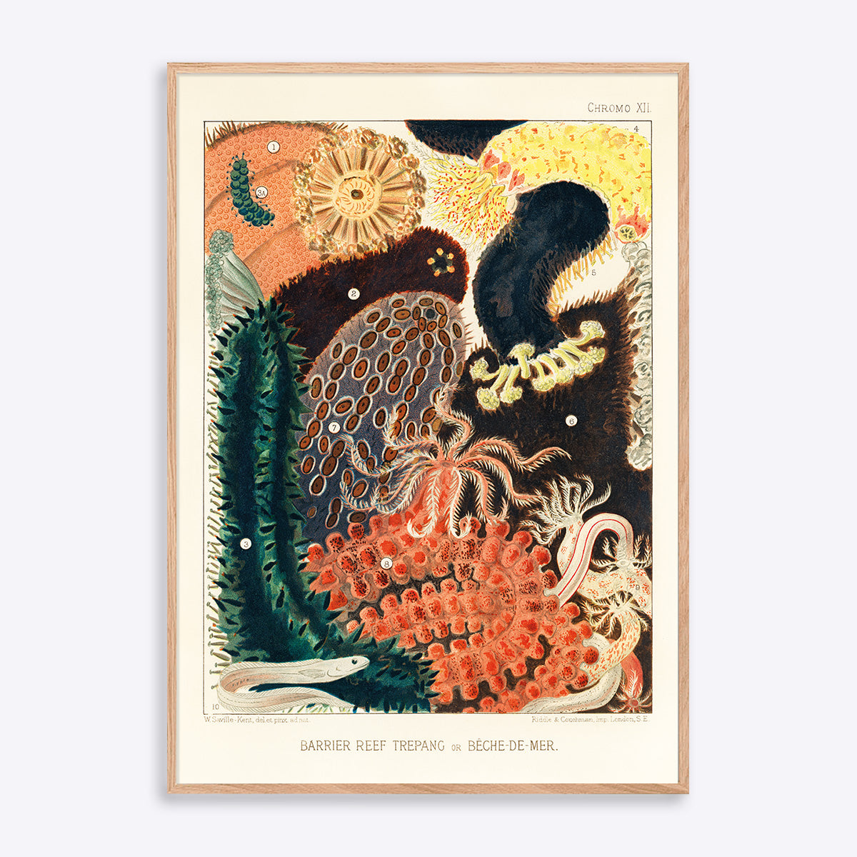 Plakat "Great Barrier Reef Trepang" i egetræsramme