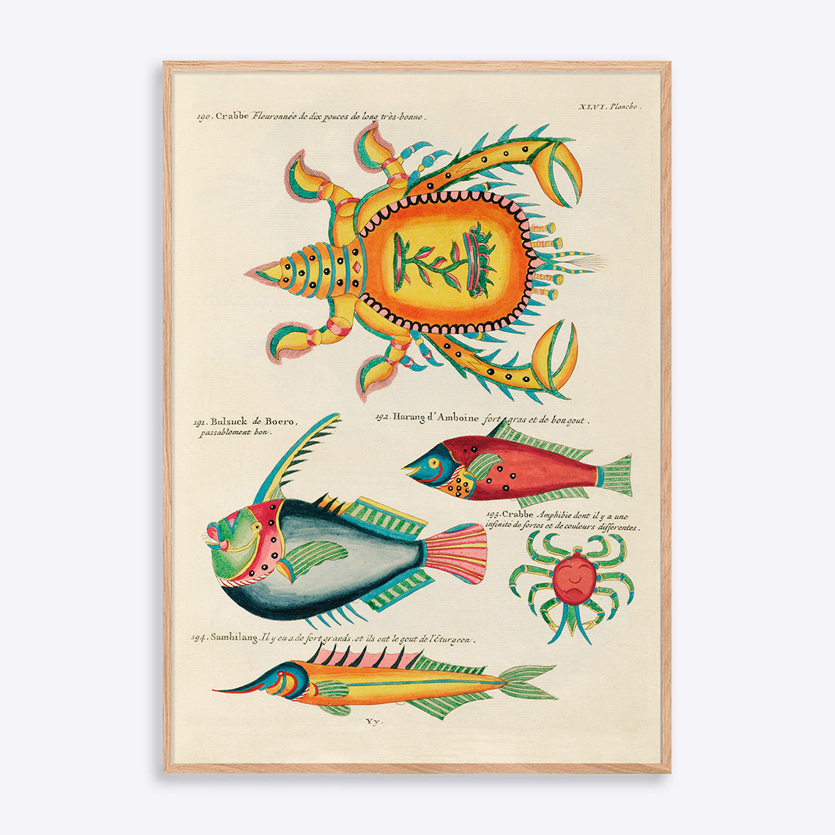 Plakat med farverige illustrationer af krabber og fisk i en naturtræsramme.