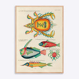 Plakat med farverige illustrationer af krabber og fisk i en naturtræsramme.