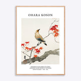Ohara Koson Japanese Plague Bird On Maple