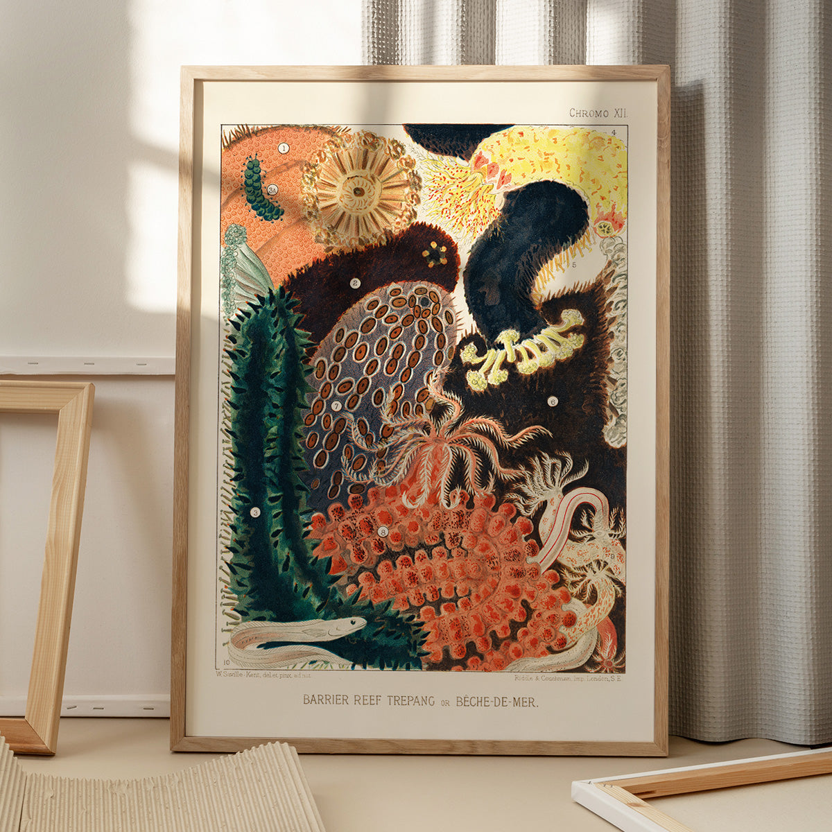 Plakat med illustration af Barrier Reef Trepang, placeret på et gulv med skygger fra et vindue.