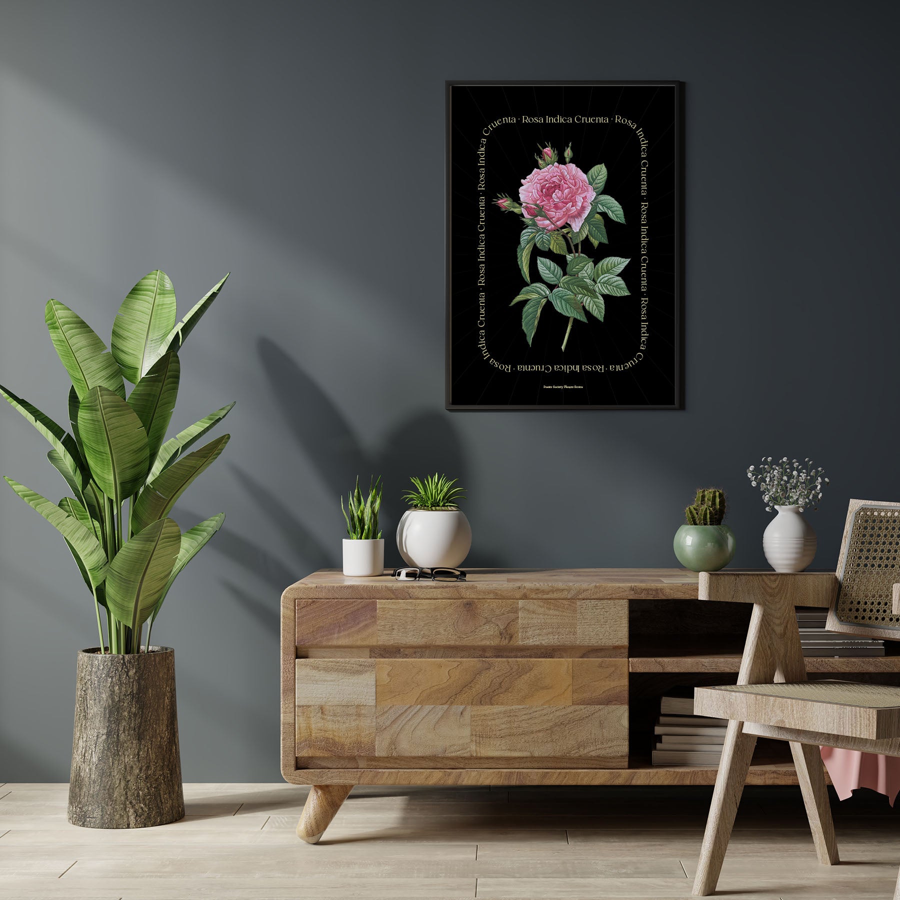Plakat med en botanisk illustration af en rosa indica cruentra blomst på sort baggrund, hængende på en væg i en stilfuld stueindretning.