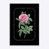 Plakat med en detaljeret illustration af en rosa blomst, "Rosa Indica Cruenta", på sort baggrund.