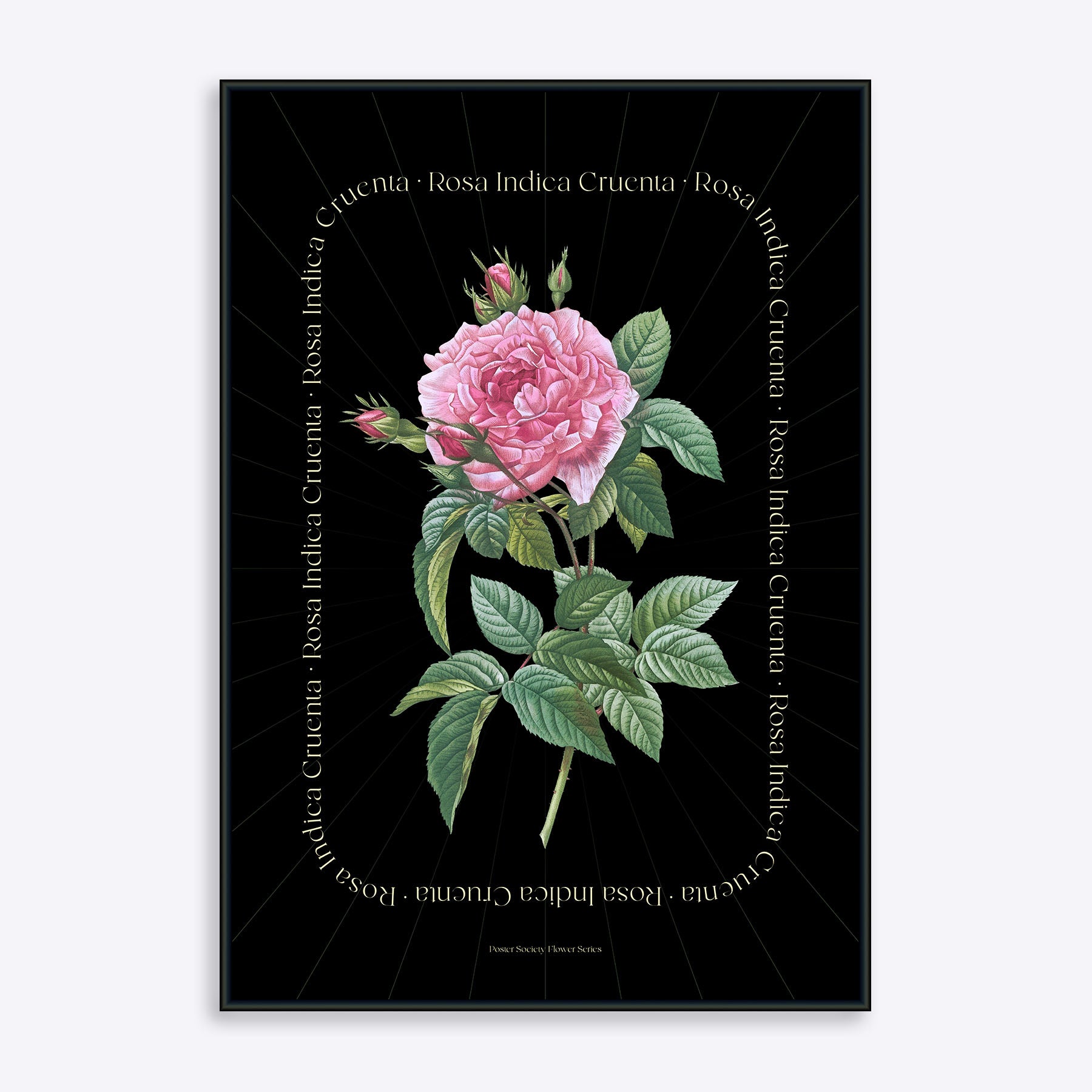 Plakat med en detaljeret illustration af en rosa blomst, "Rosa Indica Cruenta", på sort baggrund.