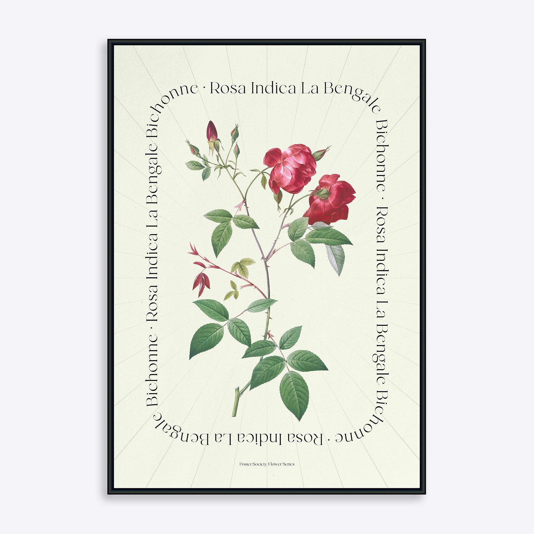 Flower Series - Rosa Indica - Fri fragt – Poster Society