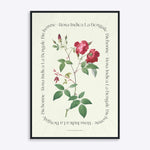 Plakat med botanisk illustration af Rosa Indica La Bengale fra Flower Series.