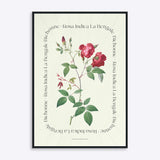 Plakat med botanisk illustration af Rosa Indica La Bengale fra Flower Series.