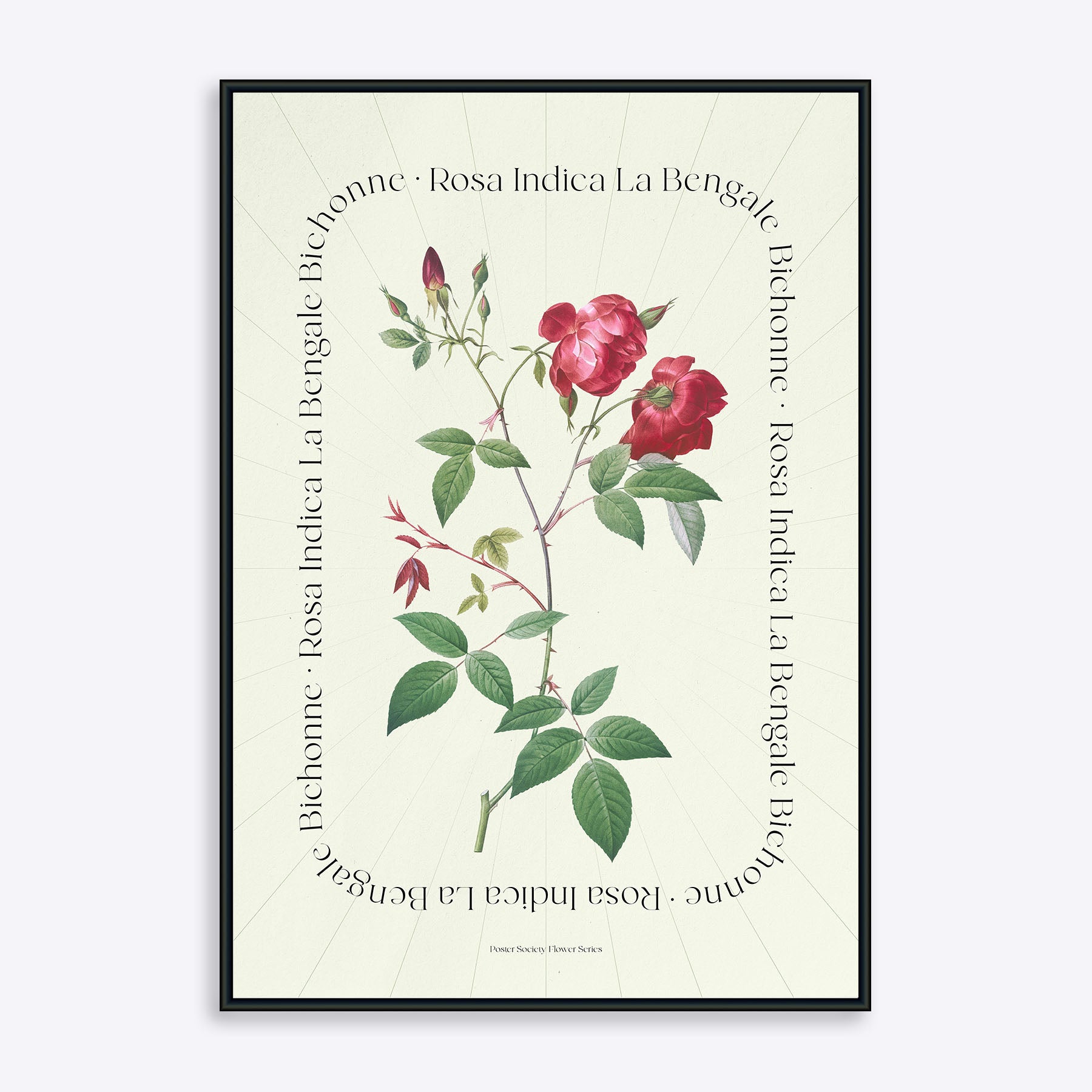 Plakat med botanisk illustration af Rosa Indica La Bengale fra Flower Series.