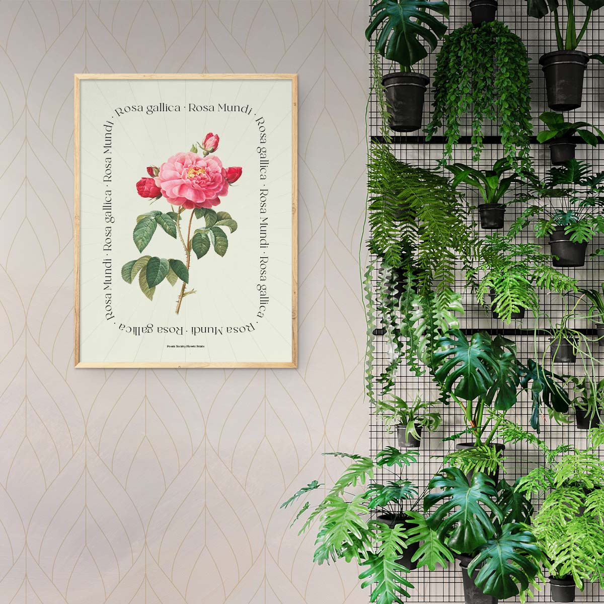 Plakat med en illustration af en Rosa Mundi blomst, hængende på en væg ved siden af grønne planter.