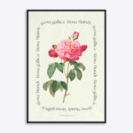 Plakat med en illustration af en Rosa Mundi blomst, designet af Paper Collective.