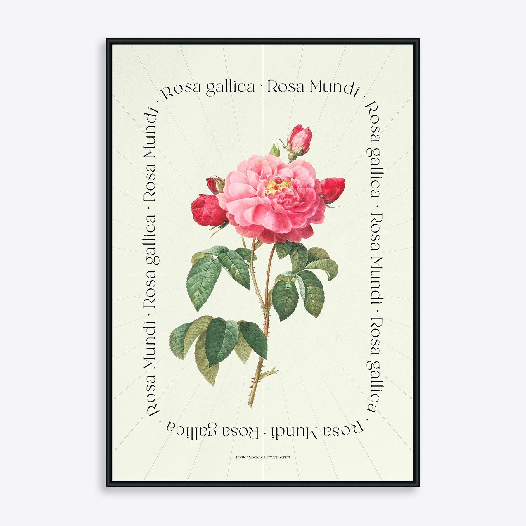 Plakat med en illustration af en Rosa Mundi blomst, designet af Paper Collective.