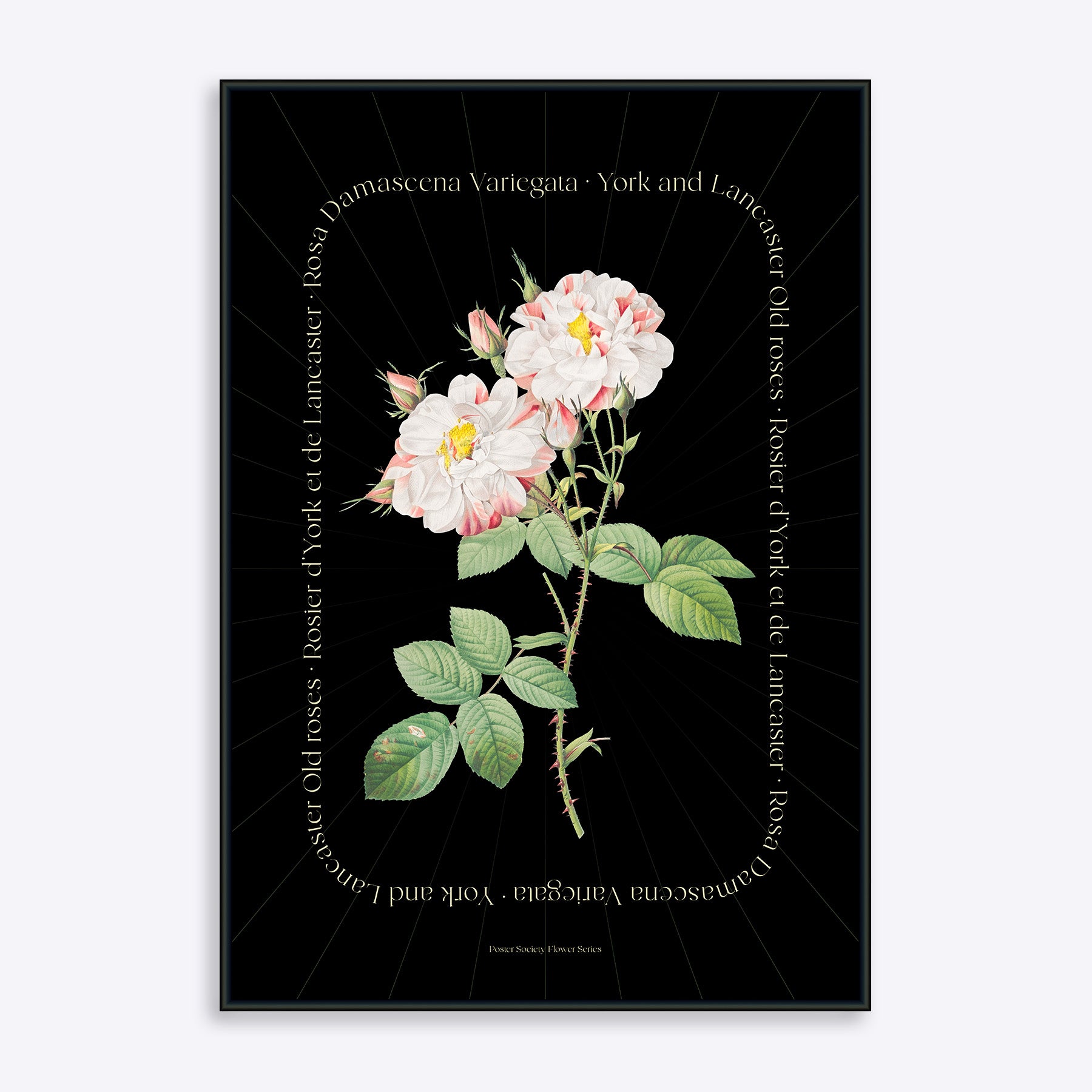 Plakat med blomsterillustration af York and Lancaster roser på sort baggrund, designet af Damascena Variegata.