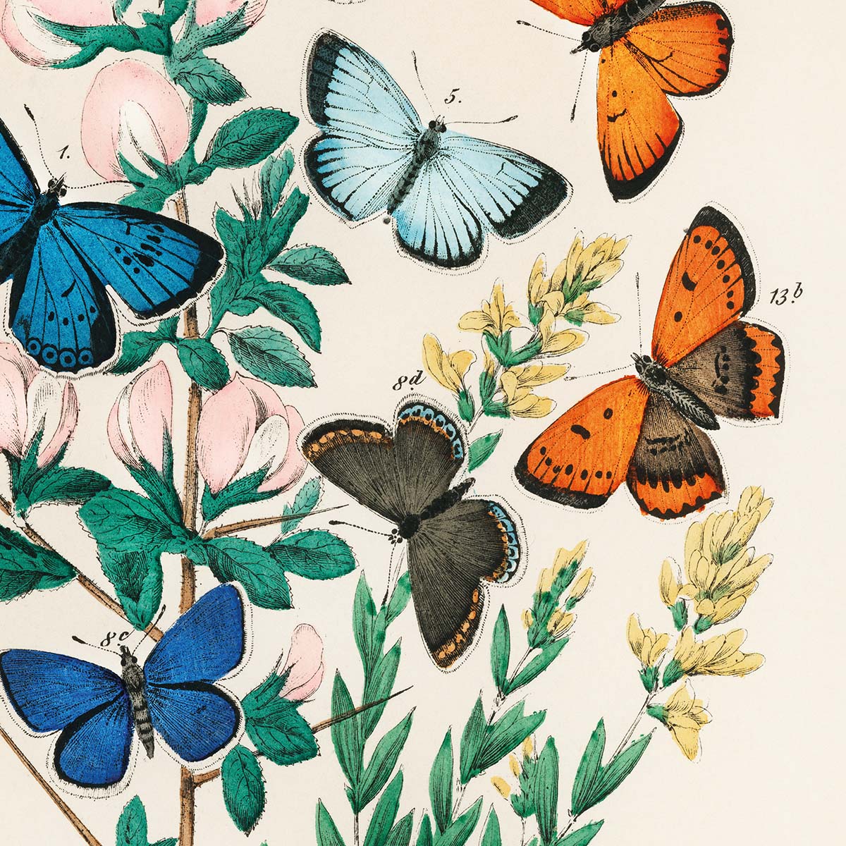 Plakat med farverige sommerfugle og blomster, illustreret i en botanisk stil.