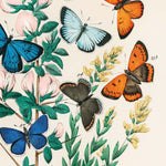 Plakat med farverige sommerfugle og blomster, illustreret i en botanisk stil.