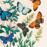 Plakat med farverige sommerfugle og blomster, illustreret i en botanisk stil.