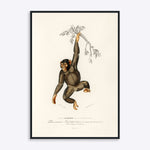 Plakat med en chimpanse, der hænger fra en gren, illustreret i en vintage stil.