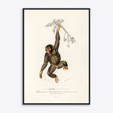 Plakat med en chimpanse, der hænger fra en gren, illustreret i en vintage stil.