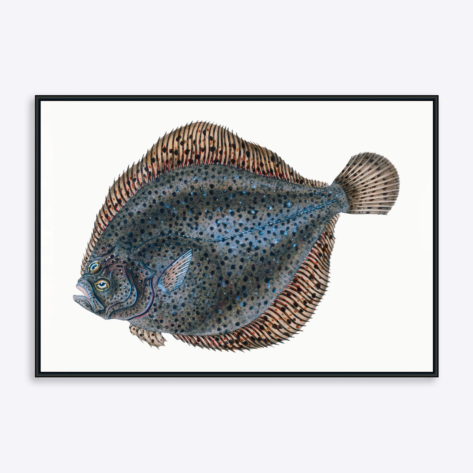 Plakat med illustration af en fladfisk, detaljeret og farverig, velegnet til indretning.