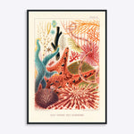 Plakat med illustration af Great Barrier Reef Echinoderms, farverig og detaljeret, velegnet til indretning.