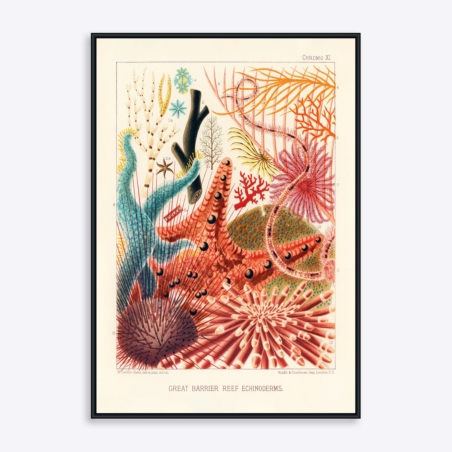 Plakat med illustration af Great Barrier Reef Echinoderms, farverig og detaljeret, velegnet til indretning.