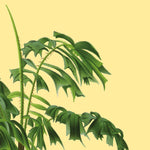Zoom på plakat af palme på gul baggrund