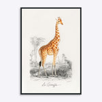 Plakat med en illustration af en giraf, titlen "La Girafe".