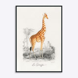 Plakat med en illustration af en giraf, titlen "La Girafe".