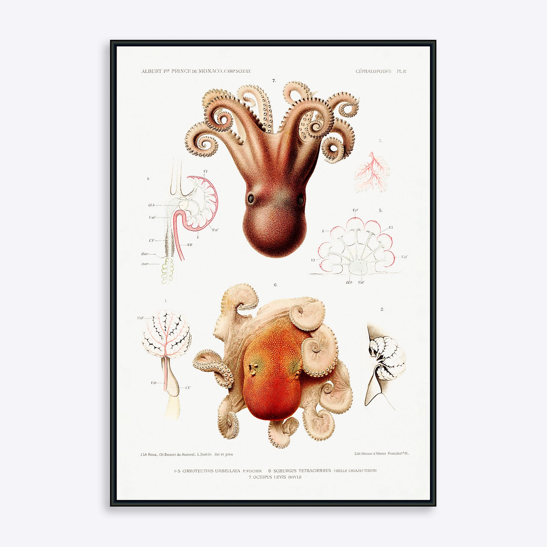Plakat med illustrationer af blæksprutter, videnskabelig stil, med detaljerede tegninger og latinske navne.