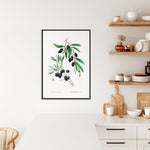 Plakat med illustration af en olivengren, hængende i et moderne køkkenmiljø.