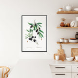 Plakat med illustration af en olivengren, hængende i et moderne køkkenmiljø.