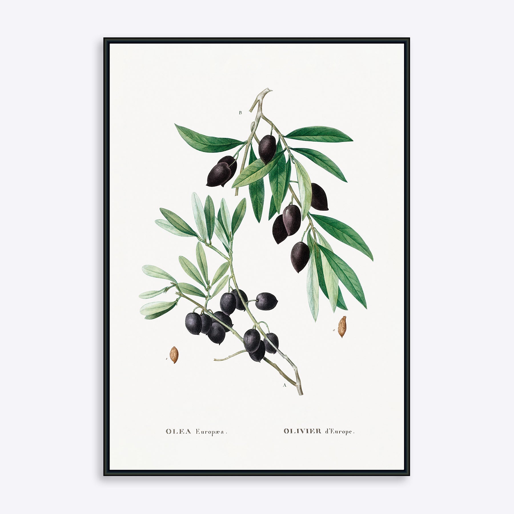Plakat med illustration af en olivengren med sorte oliven og grønne blade, kunstner ukendt.