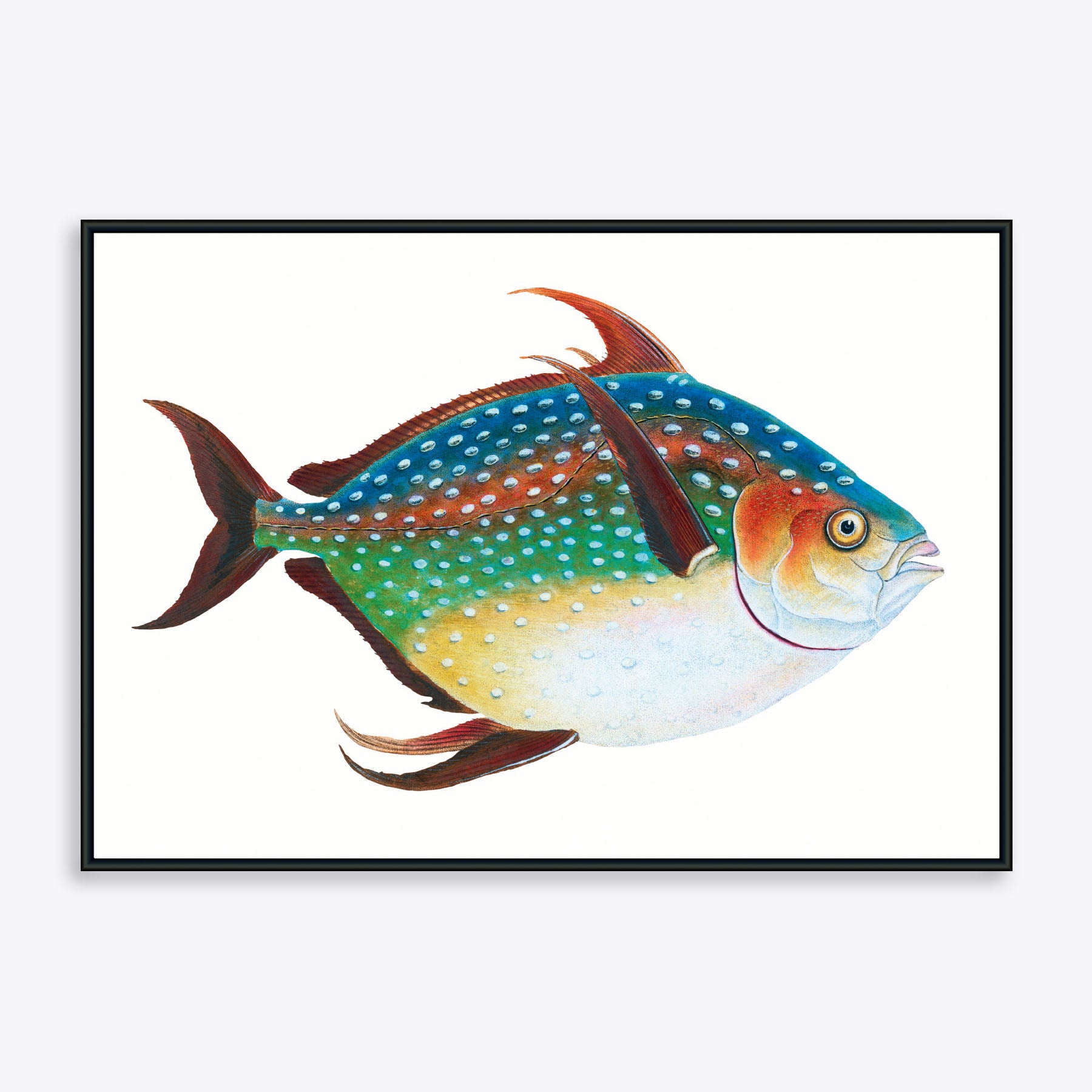 Plakat med farverig regnbuefisk illustration på hvid baggrund.