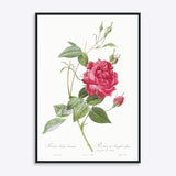 Plakat med illustration af en rød rose, "Rosa Indica Cruenta", på en hvid baggrund.
