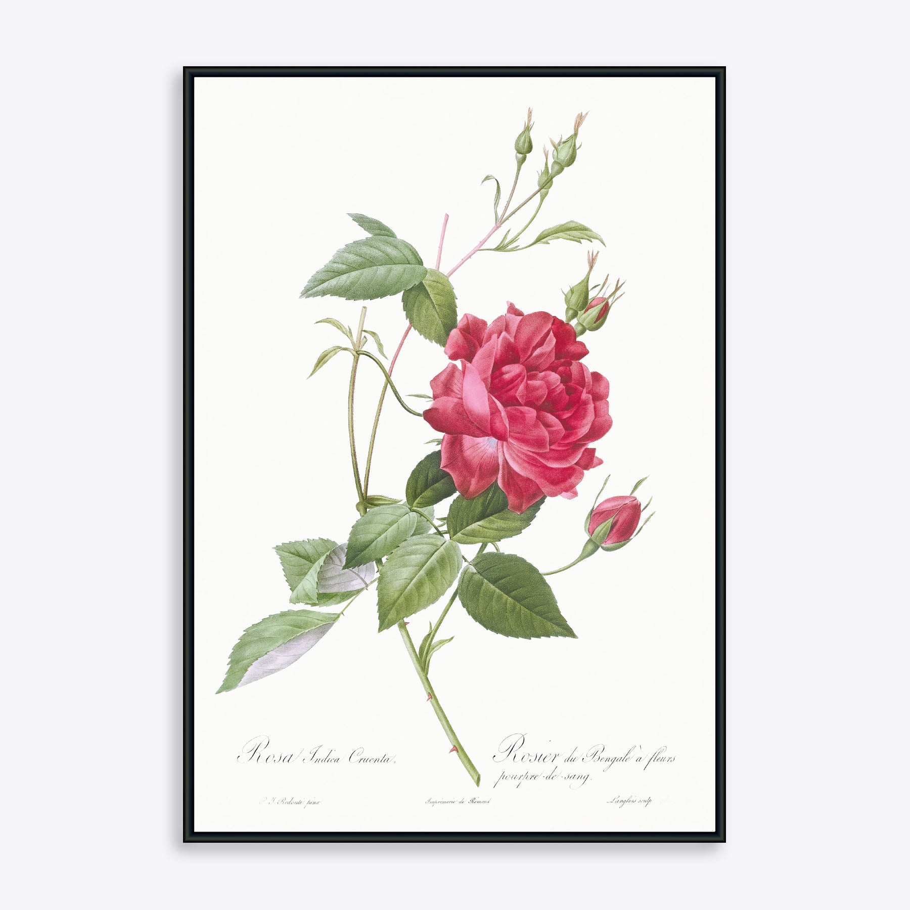 Plakat med illustration af en rød rose, "Rosa Indica Cruenta", på en hvid baggrund.