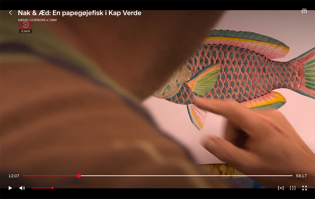 Plakat af en papegøjefisk (Scarus Vetula) fra "Nak & Æd".