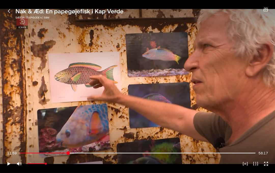 Plakat af en papegøjefisk (Scarus Vetula) fra Nak & Æd.