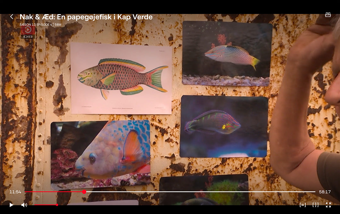 Plakat med illustration af en papegøjefisk fra "Nak og Æd".