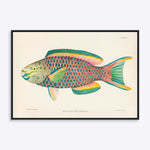 Plakat med illustration af en farverig papegøjefisk, Scaurus Vetula, af kunstneren Bloch & Schneider.