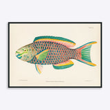 Plakat med illustration af en farverig papegøjefisk, Scaurus Vetula, af kunstneren Bloch & Schneider.