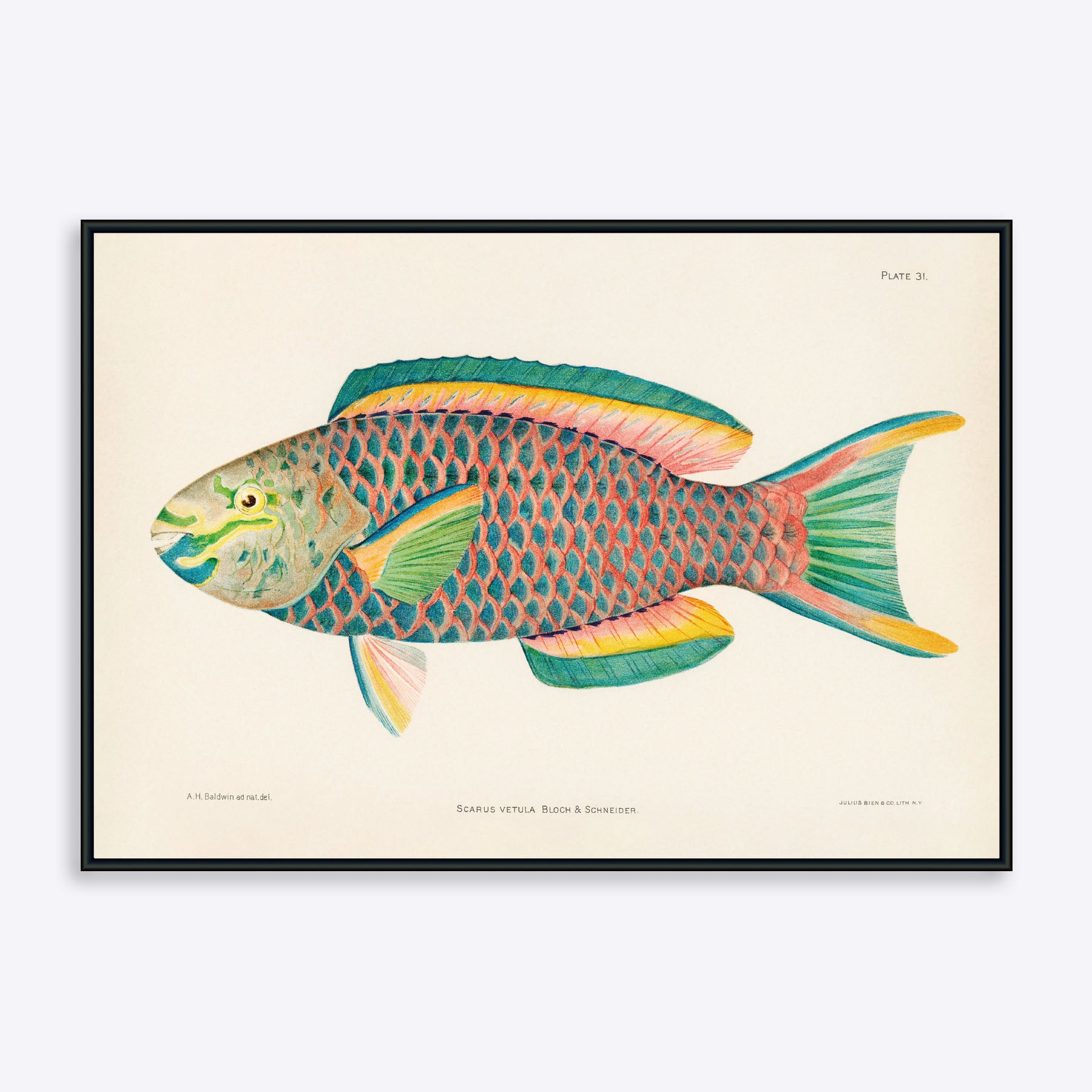 Plakat med illustration af en farverig papegøjefisk, Scaurus Vetula, af kunstneren Bloch & Schneider.