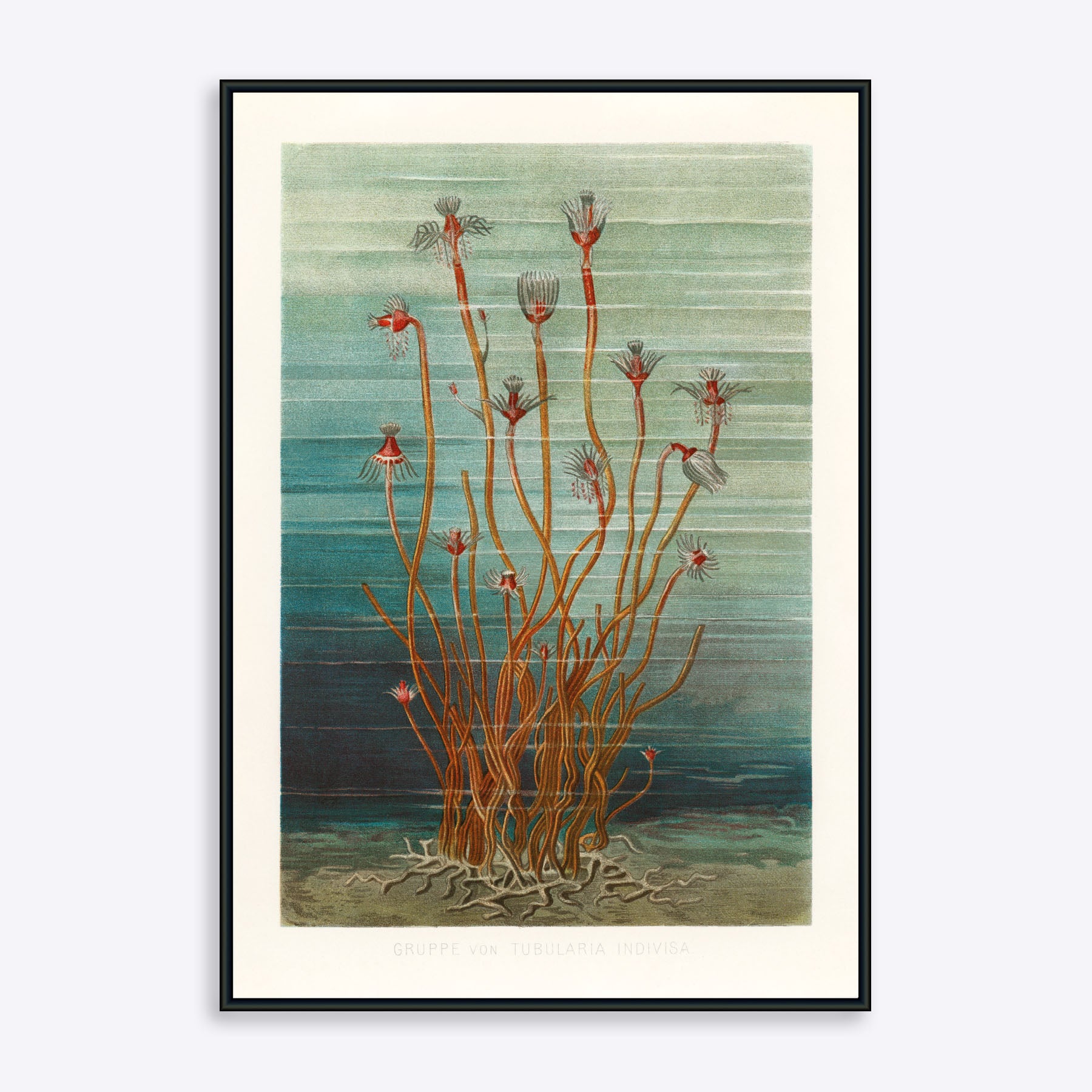 Plakat med illustration af tang og havplanter i blå og orange nuancer, indrammet.