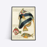 De Groote Tafel-visch illustration plakat i ramme