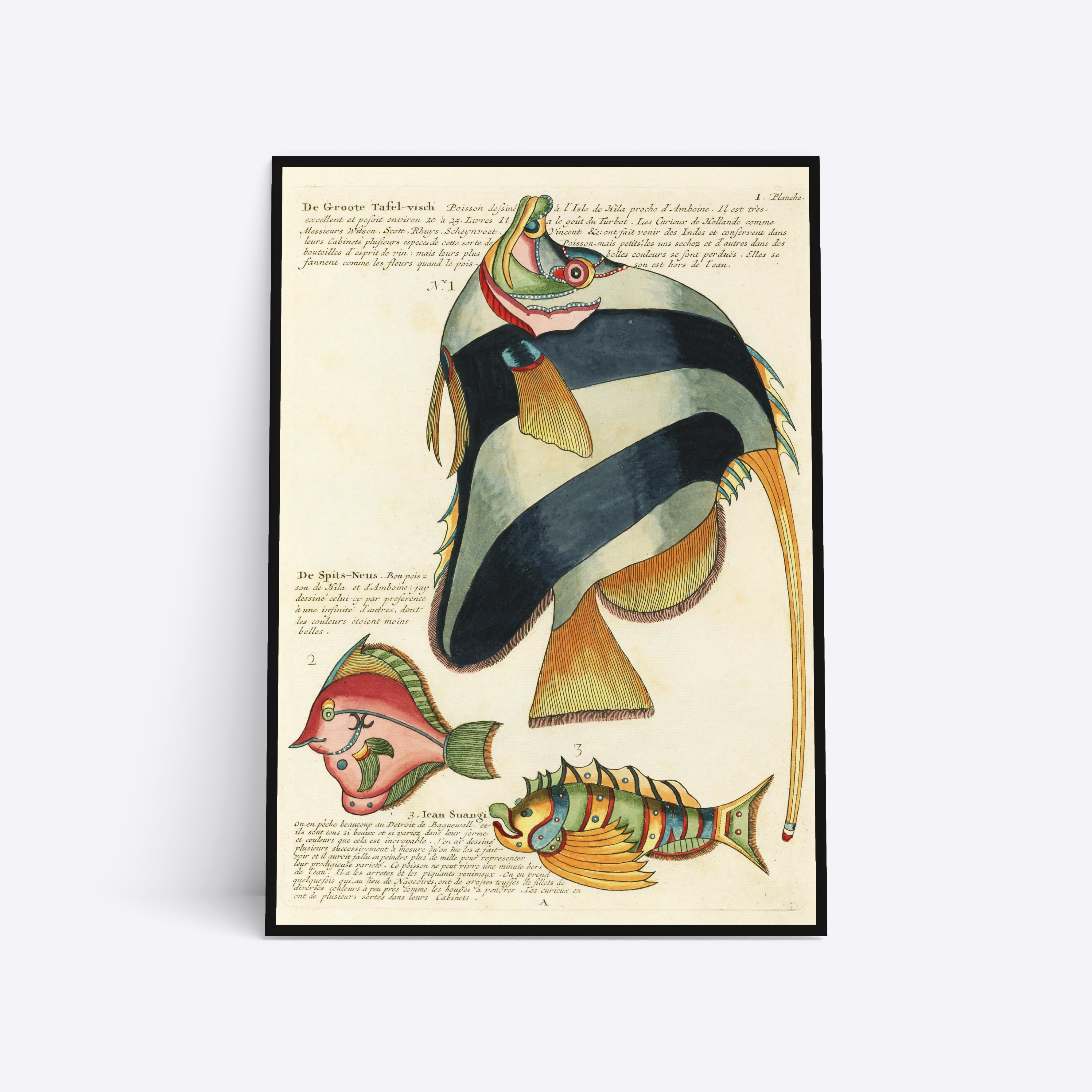 De Groote Tafel-visch illustration plakat i ramme