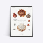 Plakat med illustrationer af forskellige muslingeskaller, herunder detaljerede tegninger og navne.