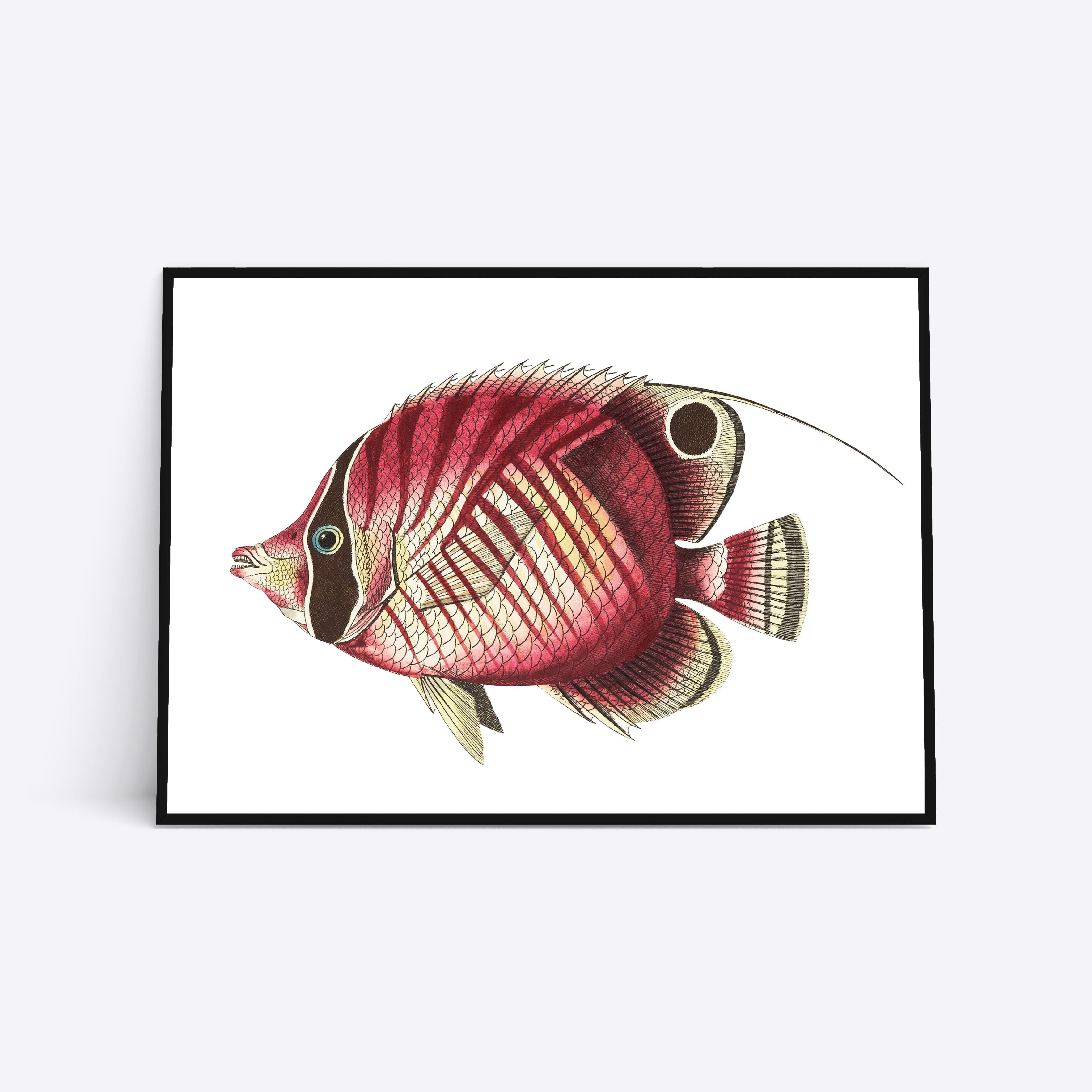 Plakat med en detaljeret tegning af en farverig fisk, indrammet i sort.
