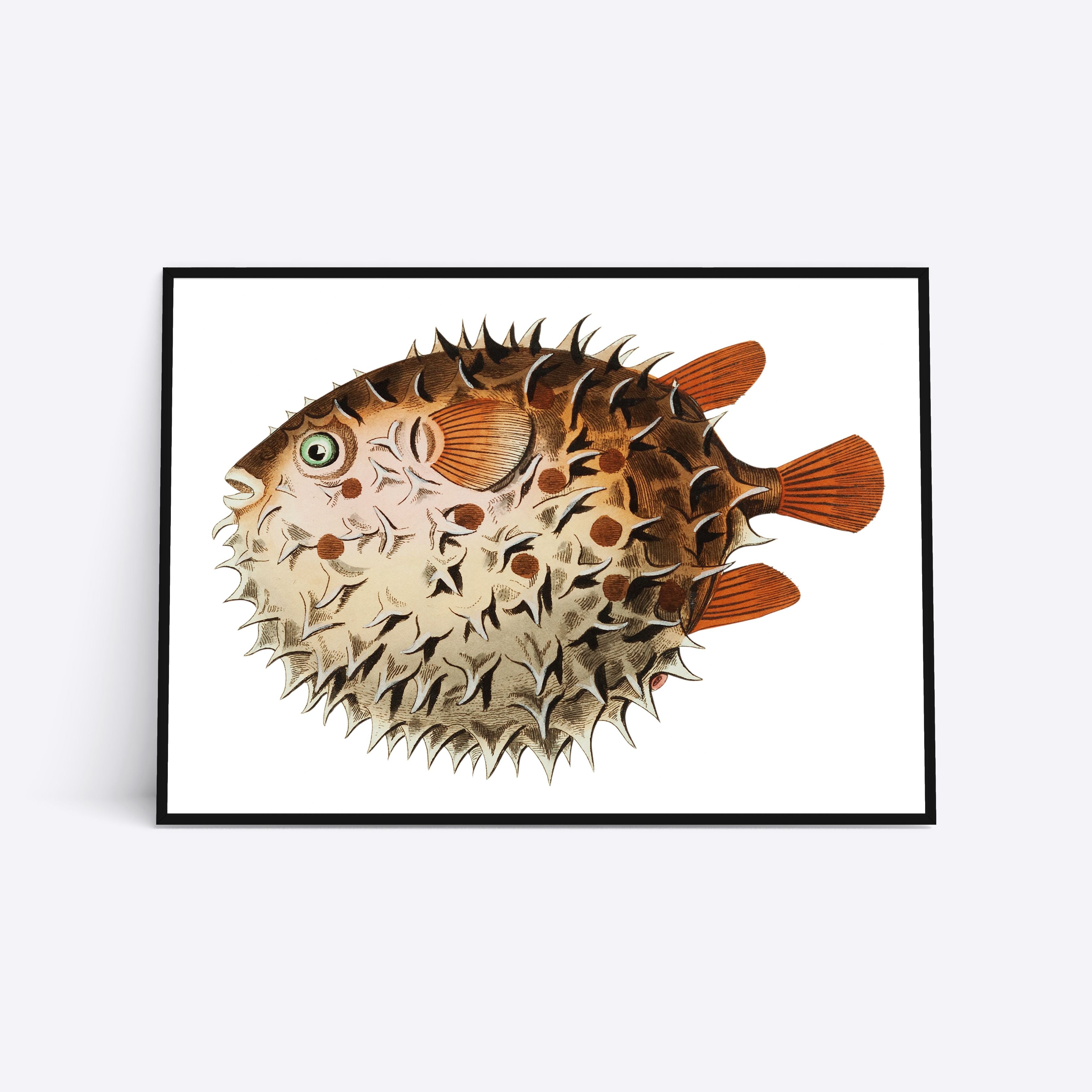 Plakat med illustration af en kuglefisk, kunstner ukendt.