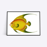 Gul fisk plakat med sorte rammer, kunstner ukendt.