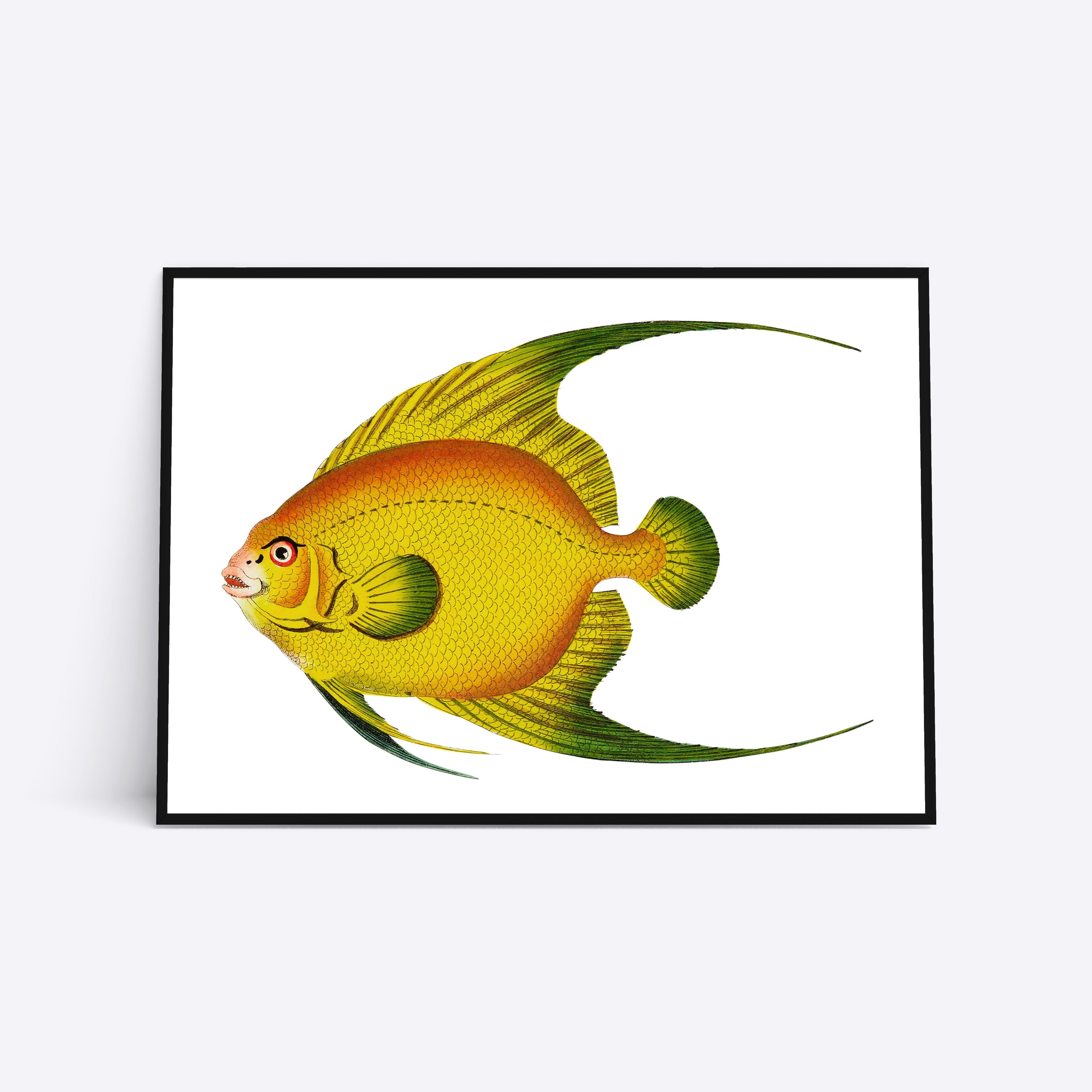 Gul fisk plakat med sorte rammer, kunstner ukendt.