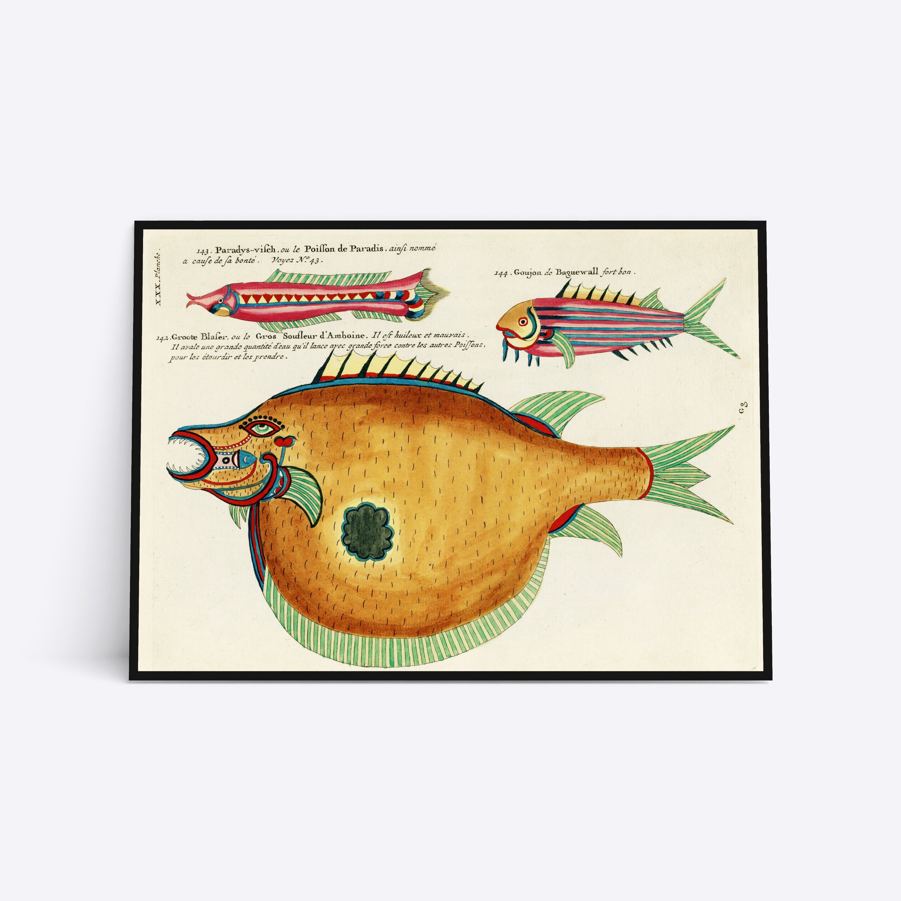 Paradys-vilch and more illustration plakat i ramme