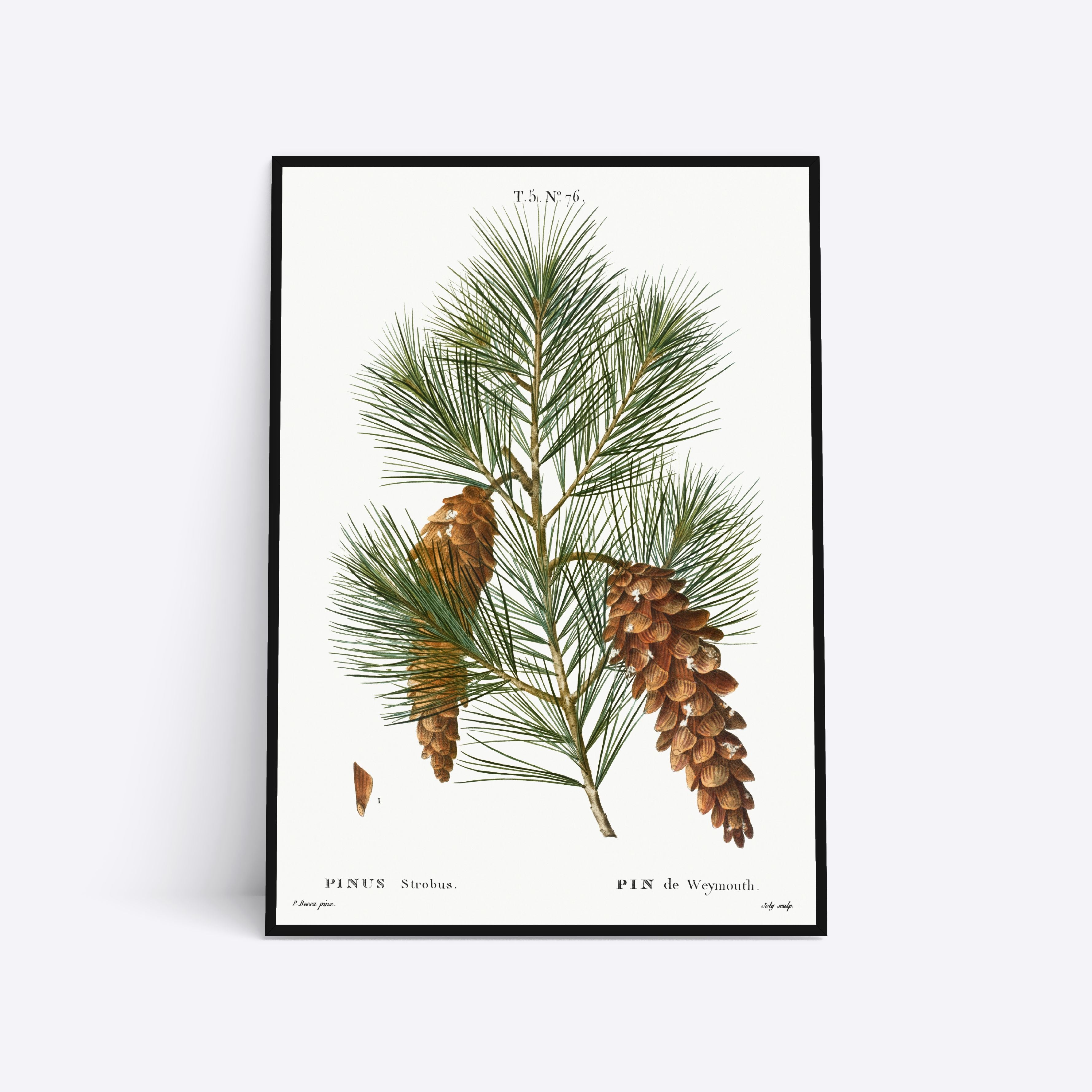 Botanisk plakat med illustration af en fyrrekogle og grene, kunstner ukendt.